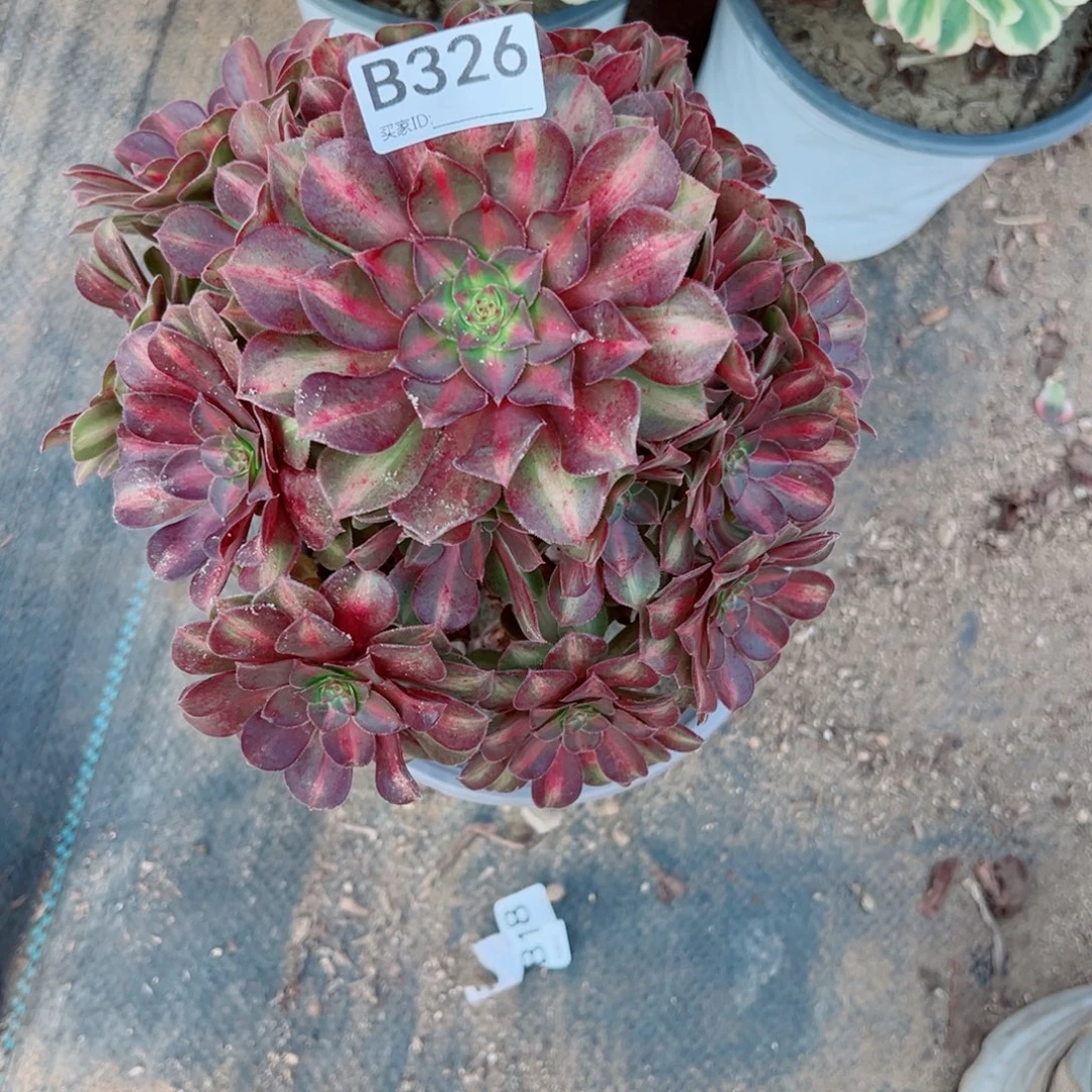 326倾城中班多肉植物法师