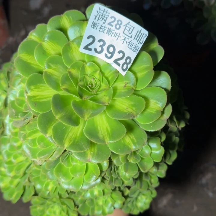 23928琉璃多肉植物