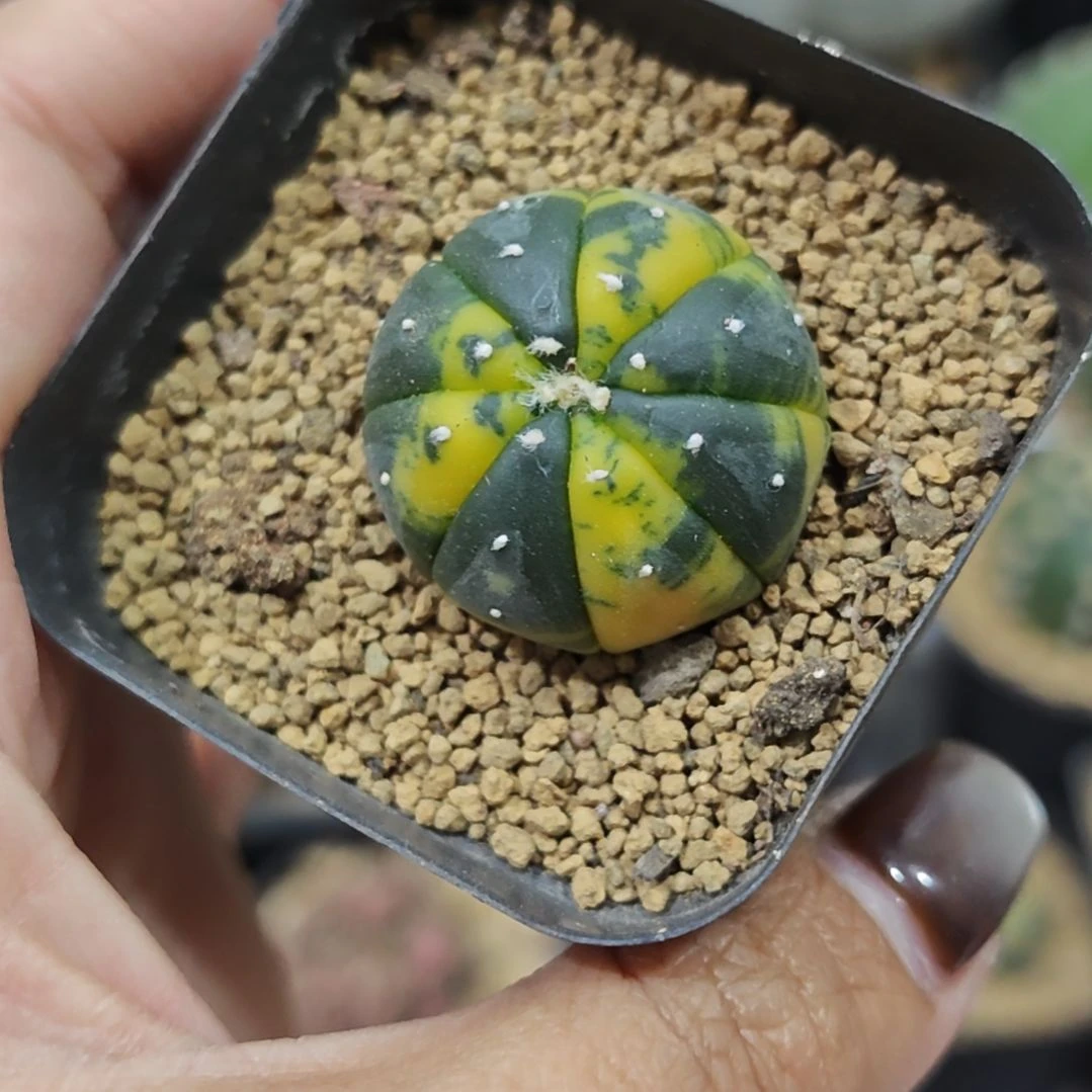 实生根散斑兜锦仙人球