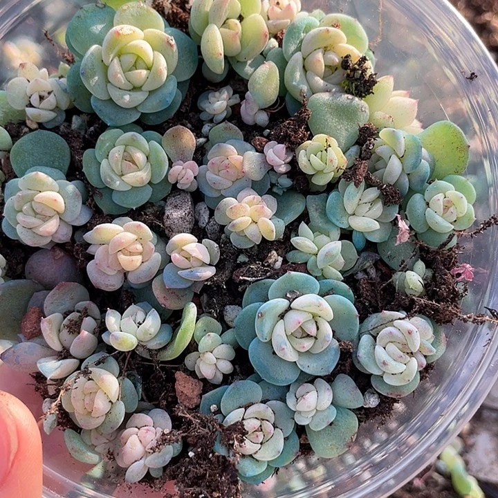 OTO多肉切糕优选0448