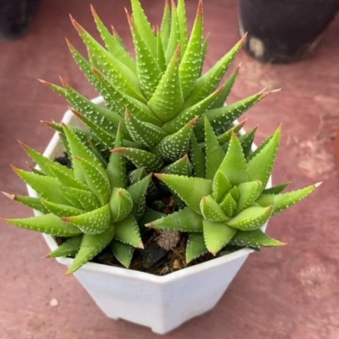 古迪群生7仙人球