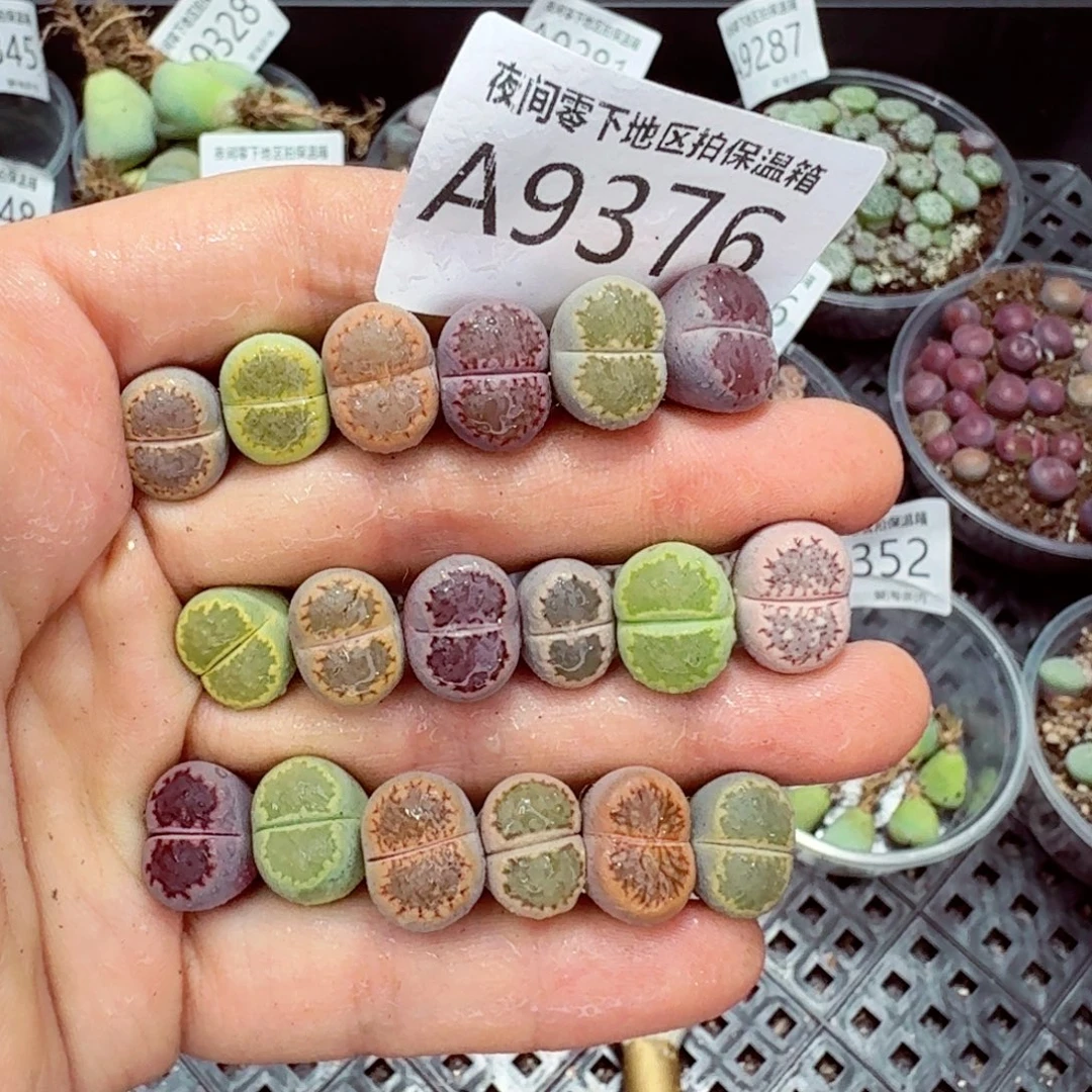 9376––零下地区需拍保温箱