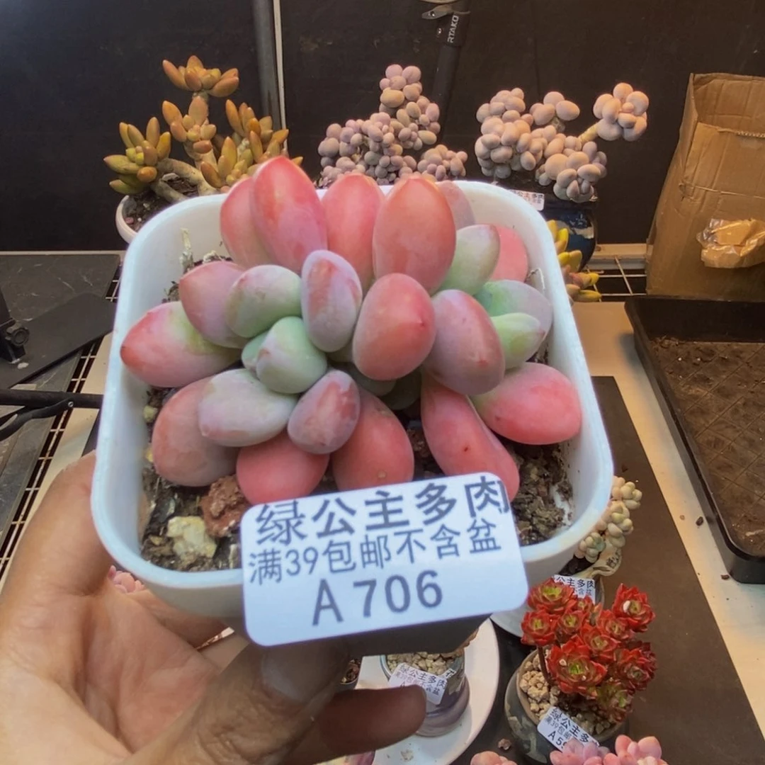 706樱花洛神多肉7cm