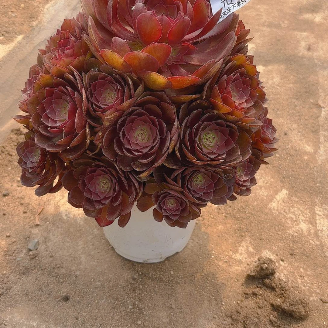 红魔多肉植物上461
