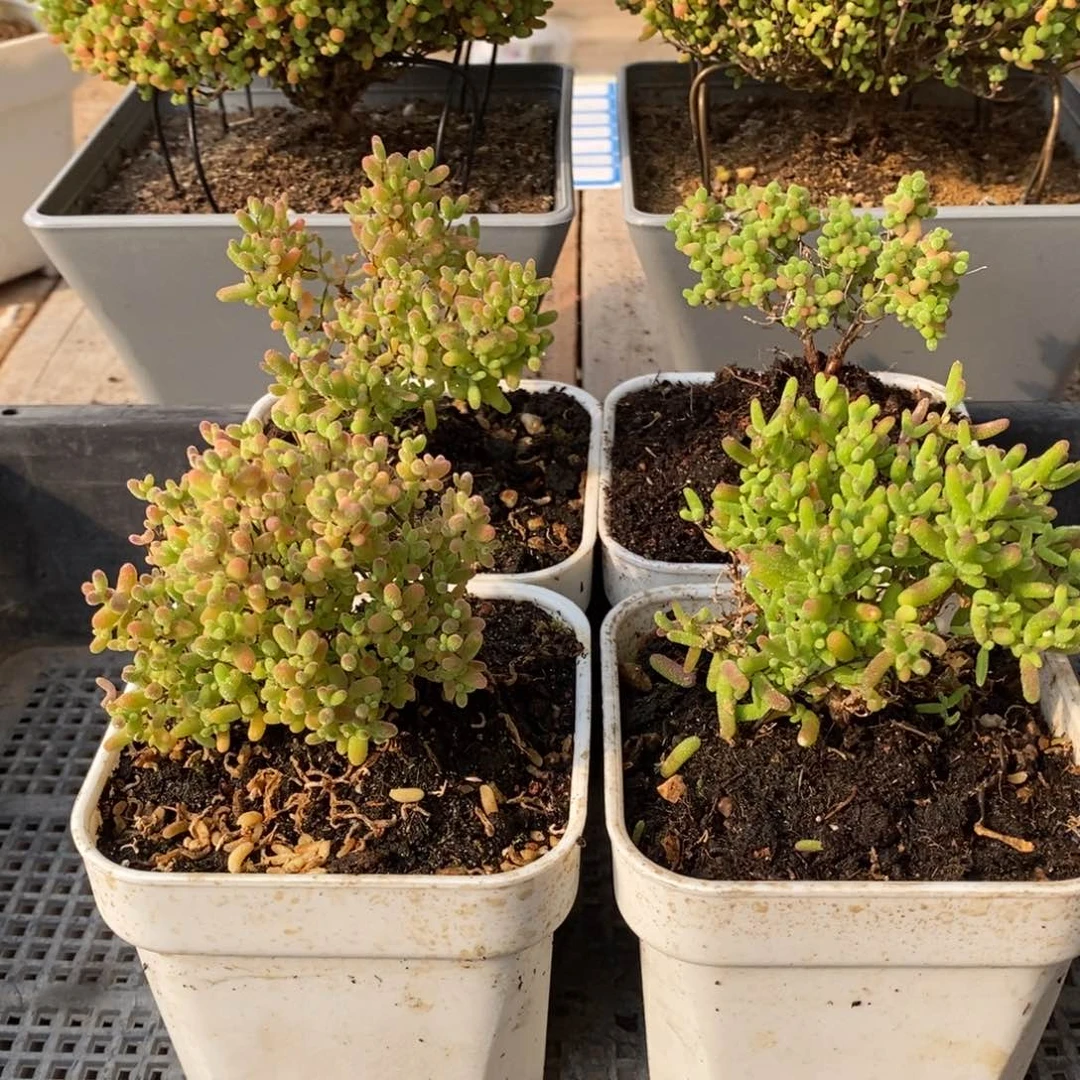 枝干番杏多肉植物218