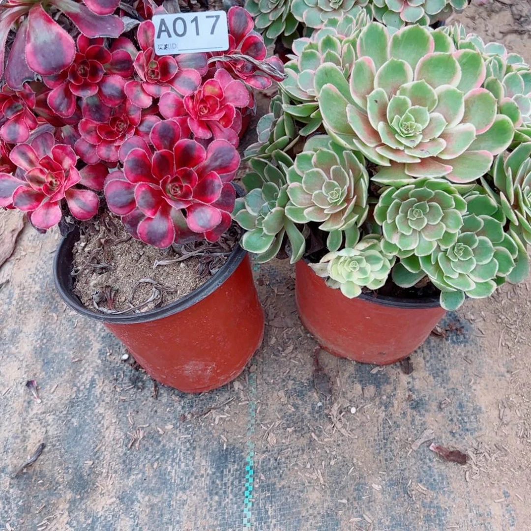 017两颗组合多肉植物法师