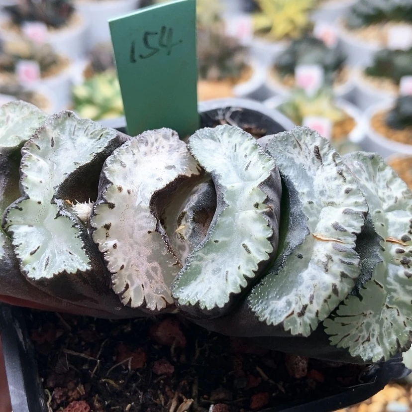 【闪购商品】袅*道长154