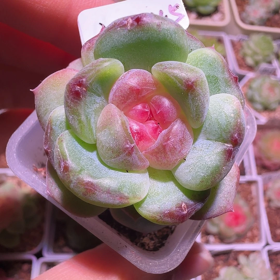 18-45福利甜心秃子单头