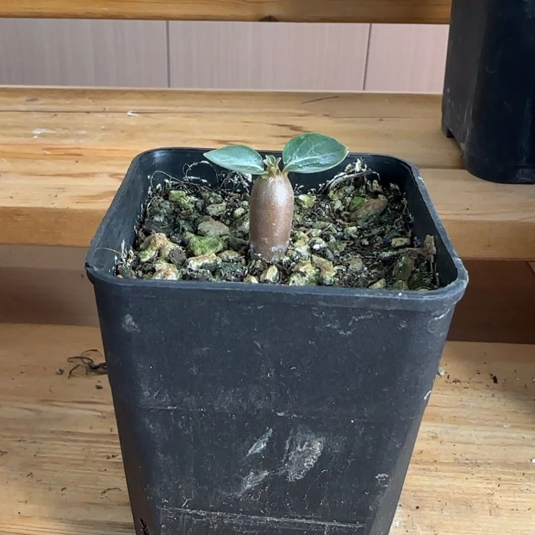索科特拉沙漠玫瑰 Adenium socotranum 01