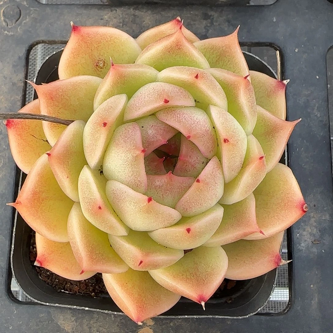 从前慢花园精选海王珍妮