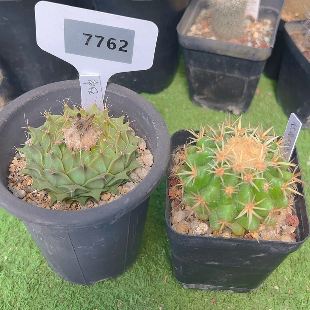 7762两个实生搬迁福利清棚裸根发