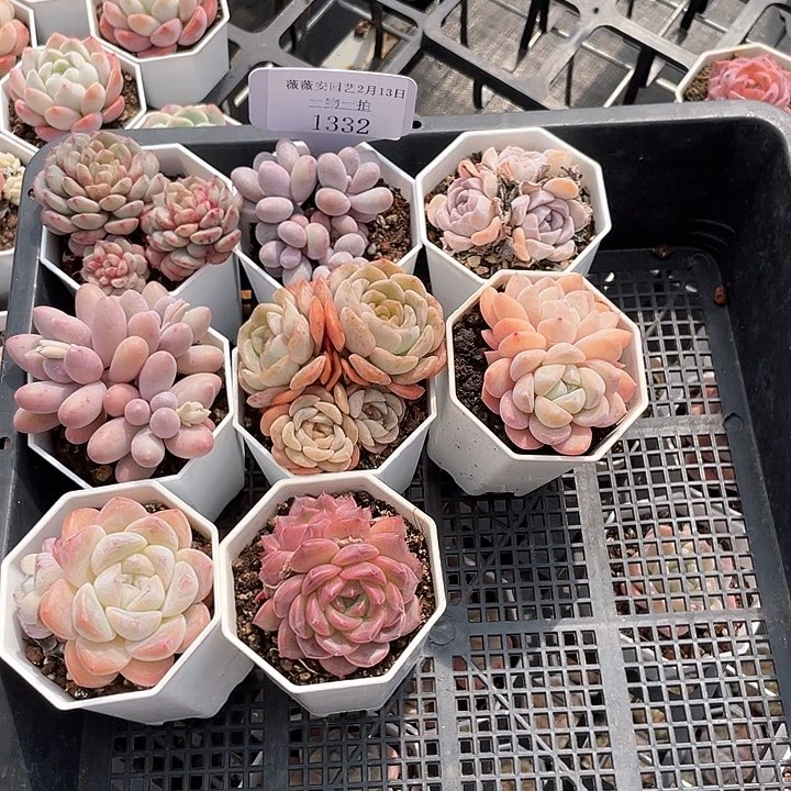 薇薇安园艺多肉1332
