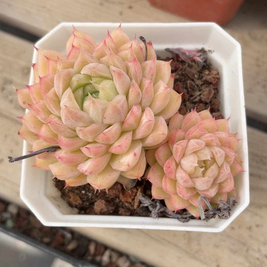 优选女王福利1393