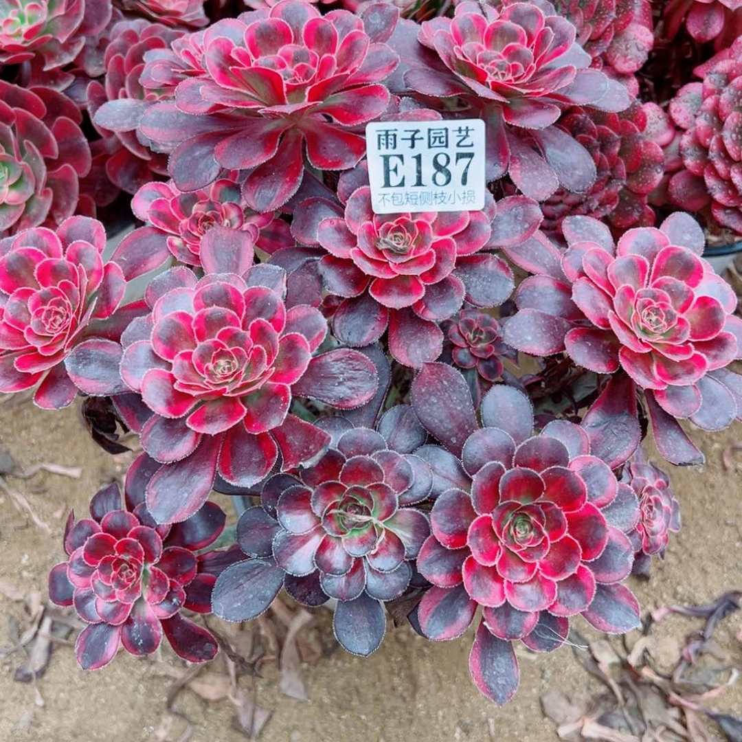 187丽娜尺寸25左右