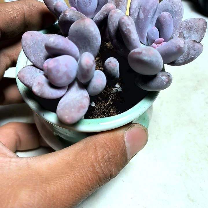 满6元包邮，粉美人三颗