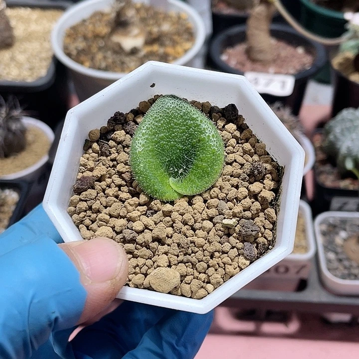 535毛叶立金花块根