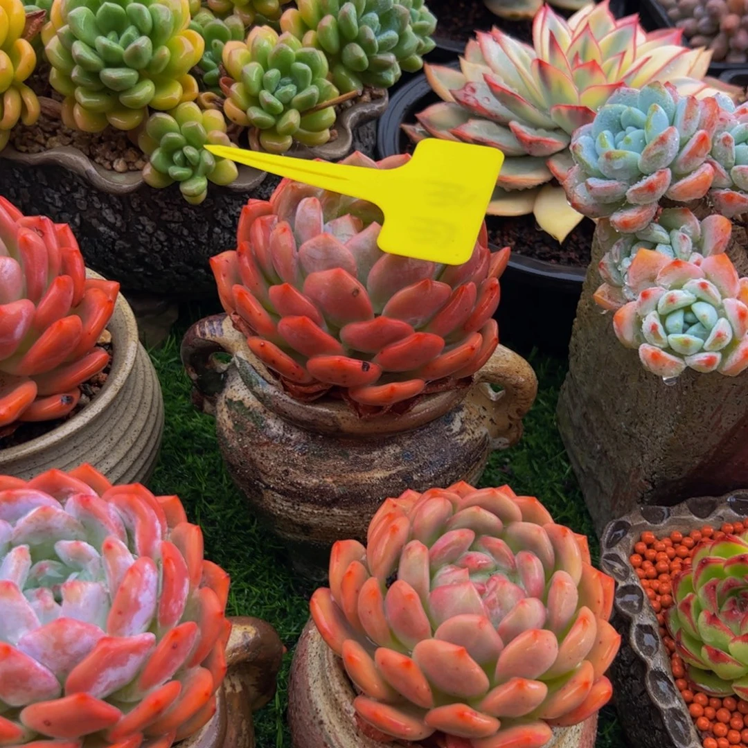 杨****单头橙子多肉植物