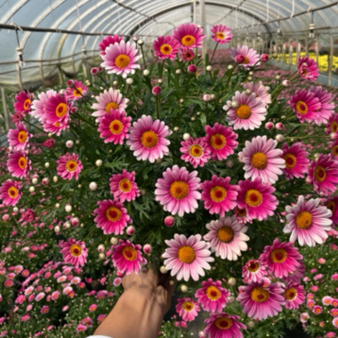 玛格丽特 可爱粉 粉色花卉植物 盆栽地栽