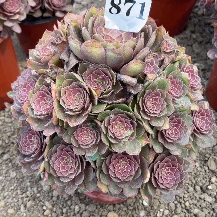 无花朵871多肉植物红魔