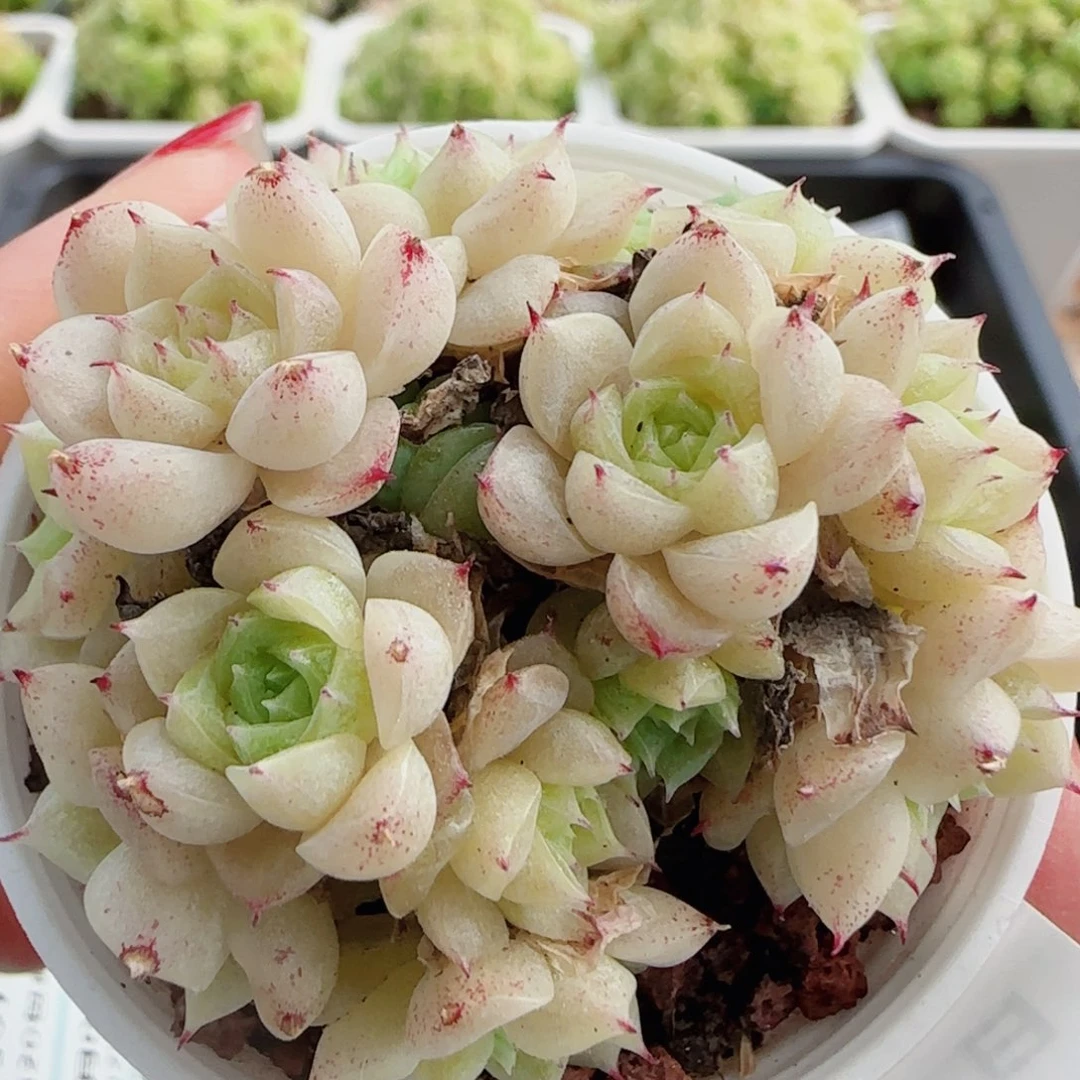 花语逸镜0707-24散