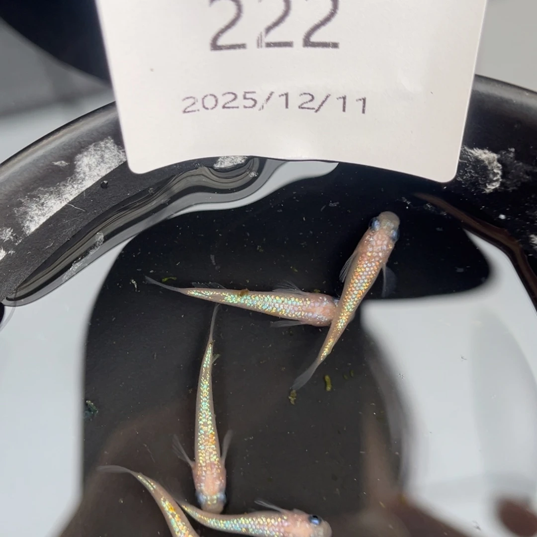 青鳉鱼222王华海王星五尾