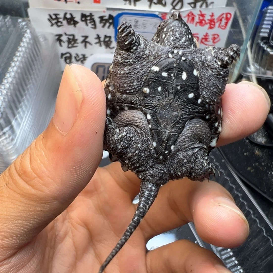 母小鳄龟子*.不退不换