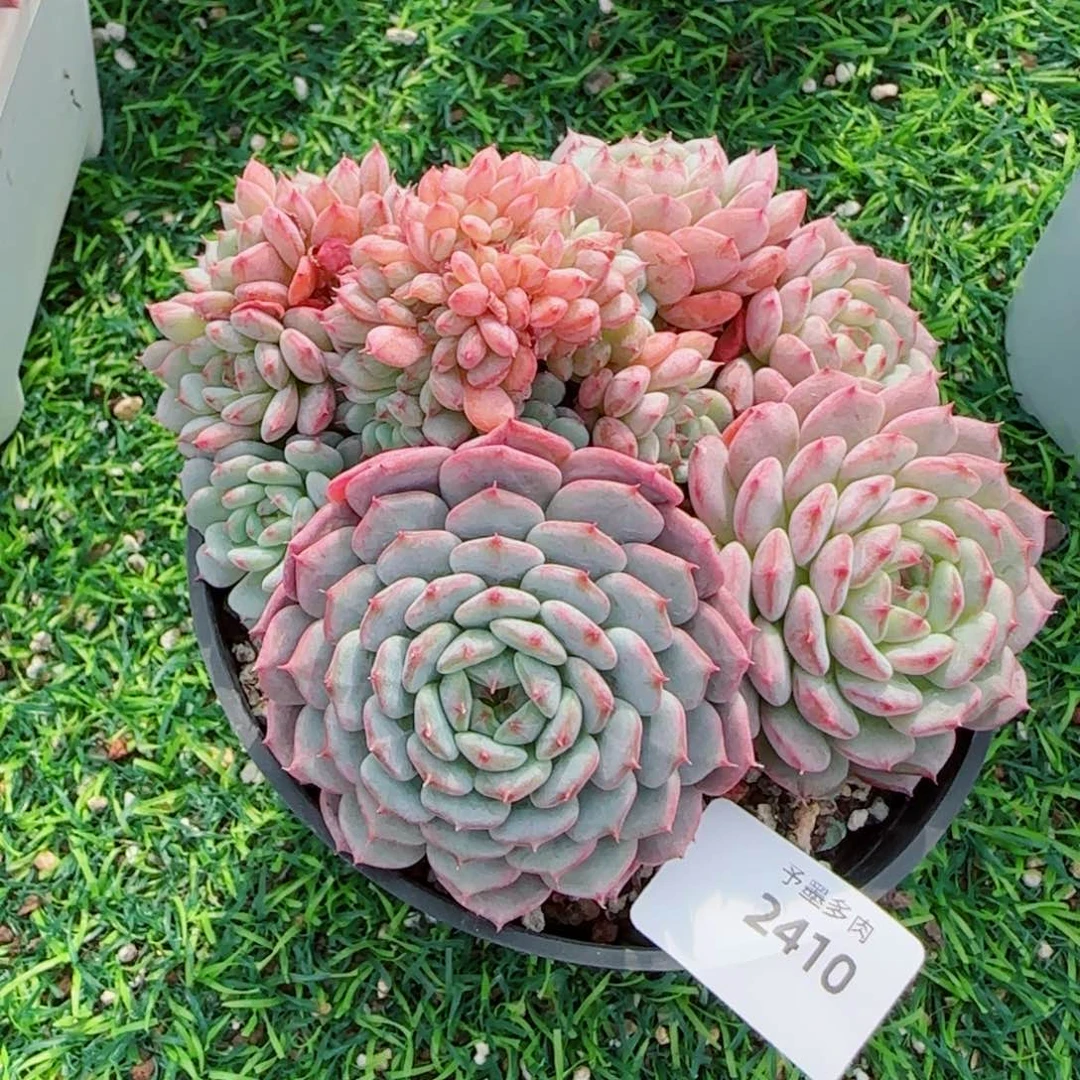 白胖子缀化，2410多肉植物