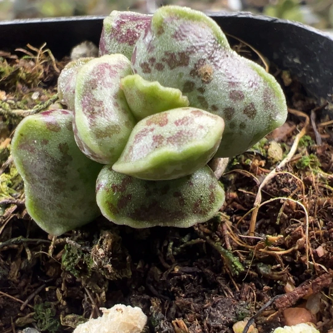 J***.达摩海豹多肉植物水泡