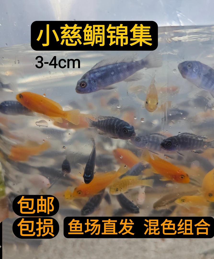 中小型耐养易活三湖慈鲷鱼黑线王子淡水观赏鱼