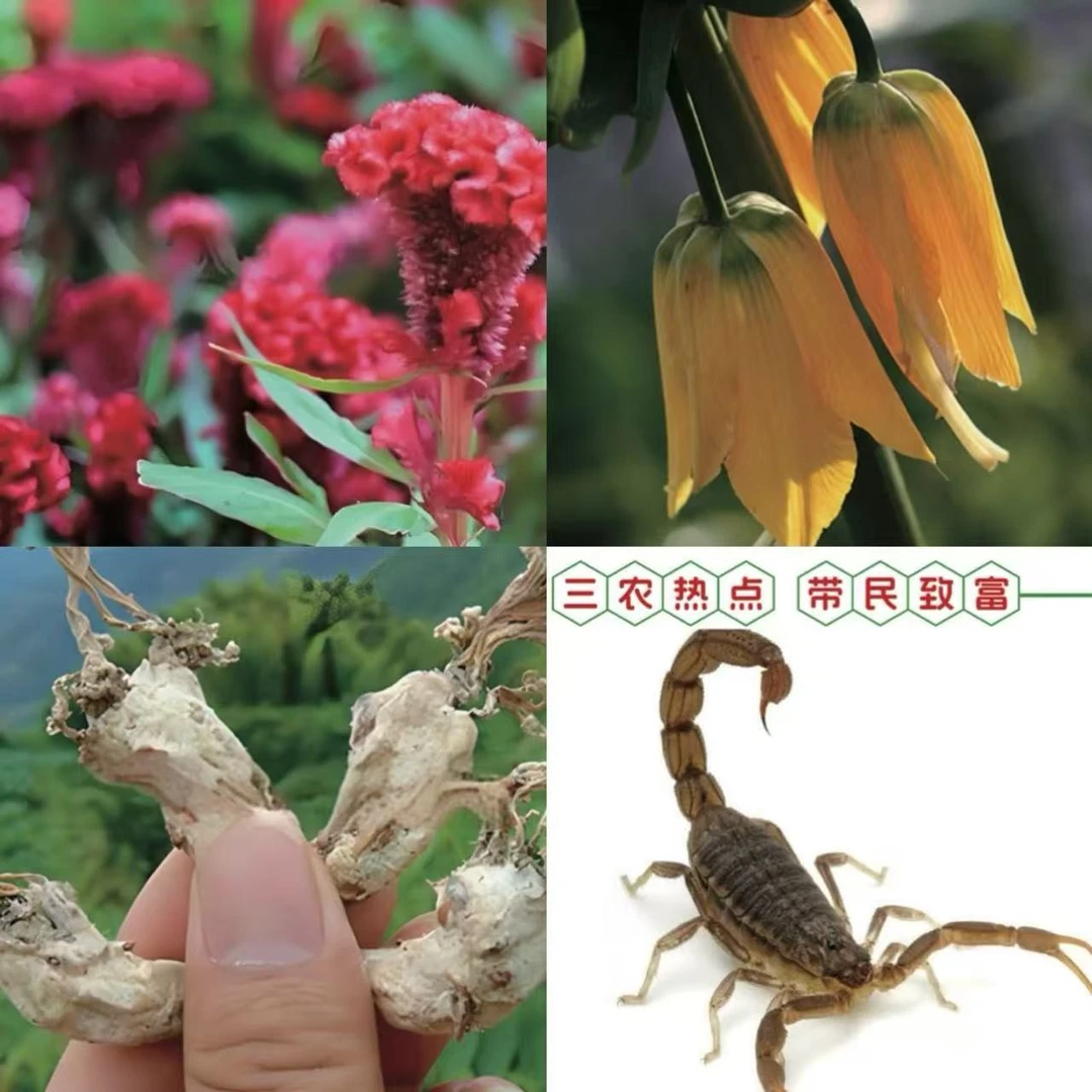 2025山货回收中草种植管理