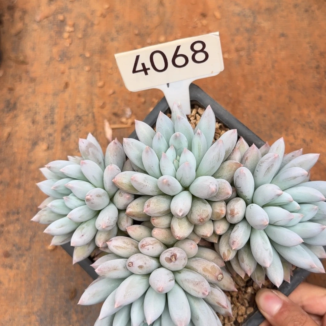 4068。    所罗门。