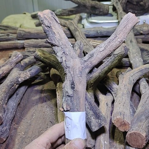 行***者火琉璃原杈，不保沉水，慎拍！