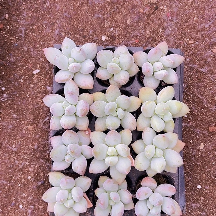 12颗一组香香奶！！！！！