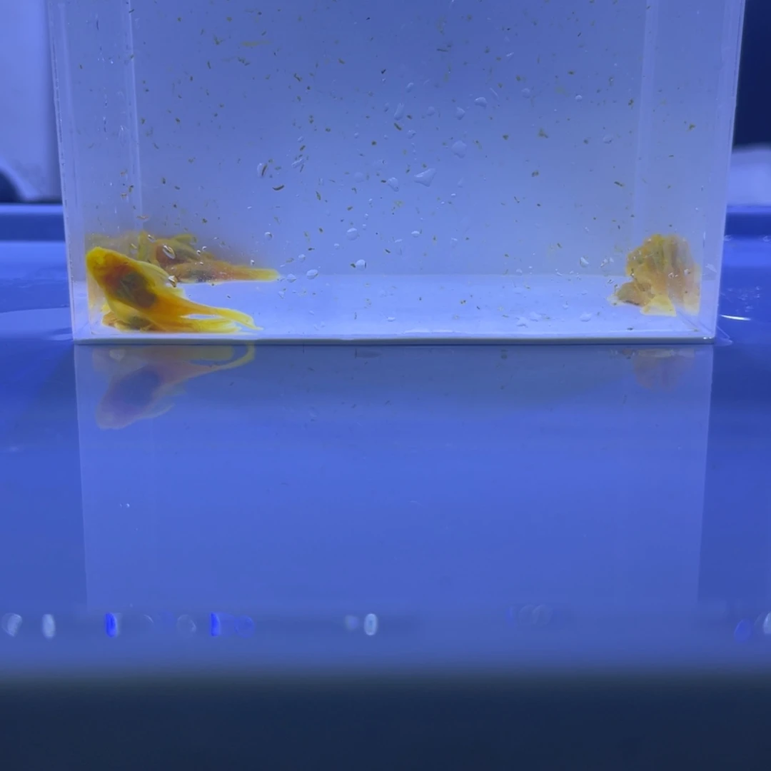 孔雀鱼胡子十条开箱视频报损