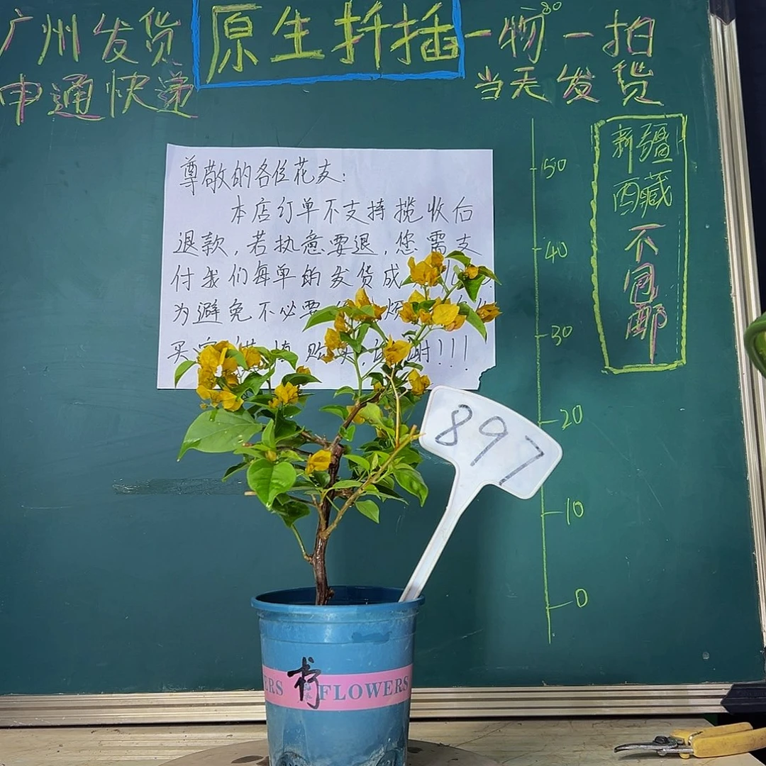 当前无花栽培后可以开花  柠檬黄  897