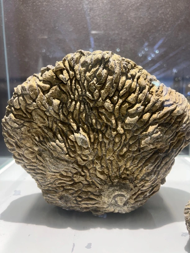 化石远古馆藏精品玉化石