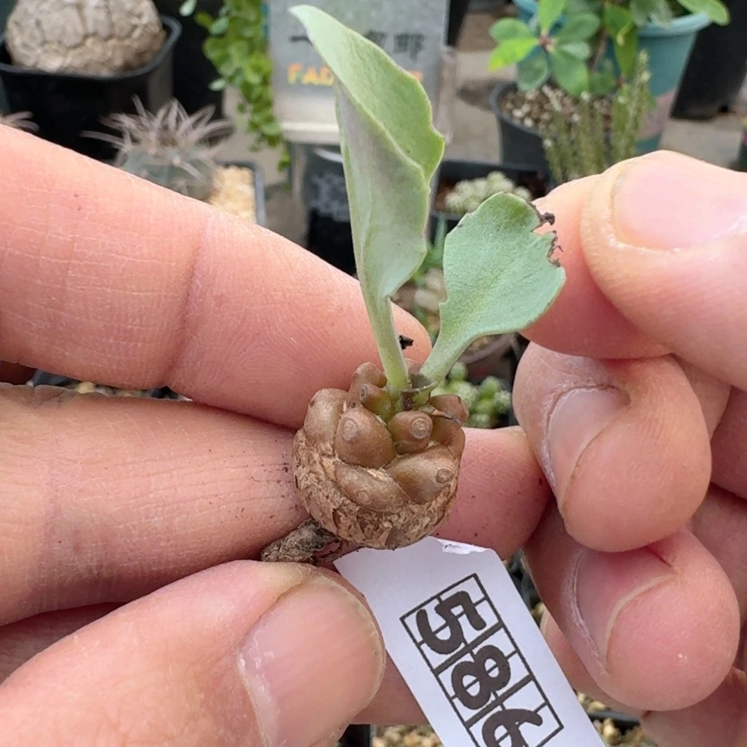 䶤***䔢586蛮鬼塔脱土发货