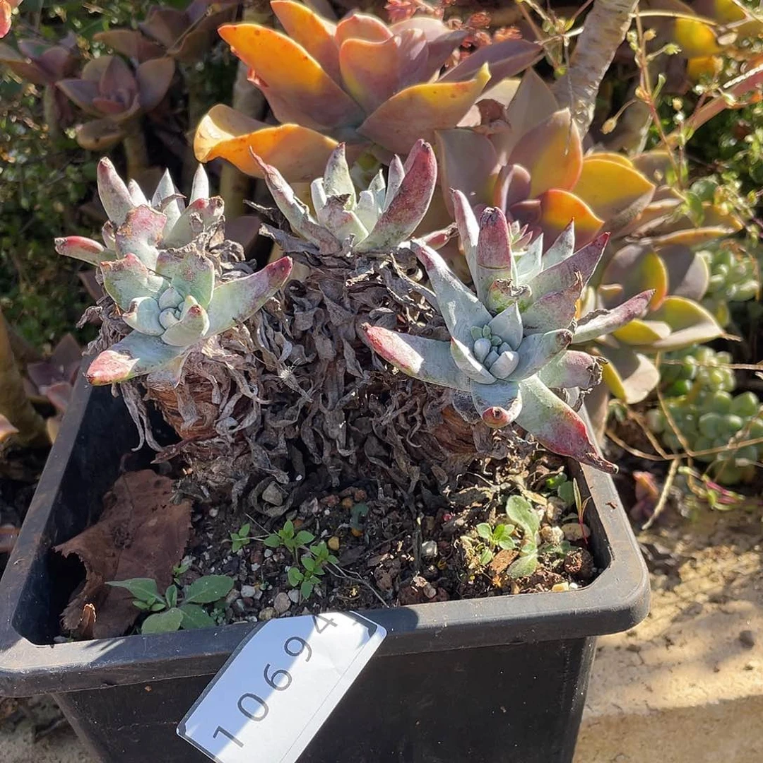 除霜苹果叶老桩10694