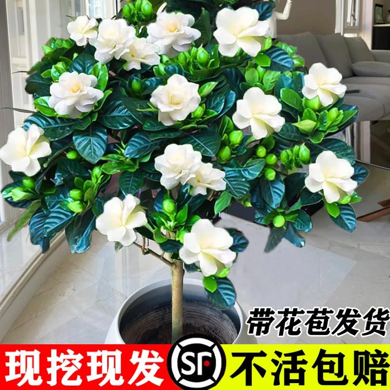 独杆棒棒糖栀子花盆栽绿植大叶老桩栀枝树苗牡丹四季君子兰盆栽