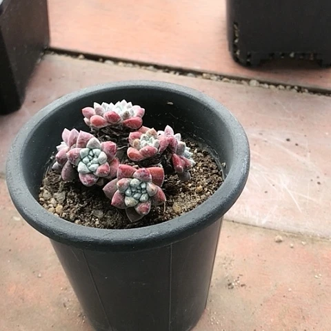 沙**丹格诺马仙女棒仙女棒