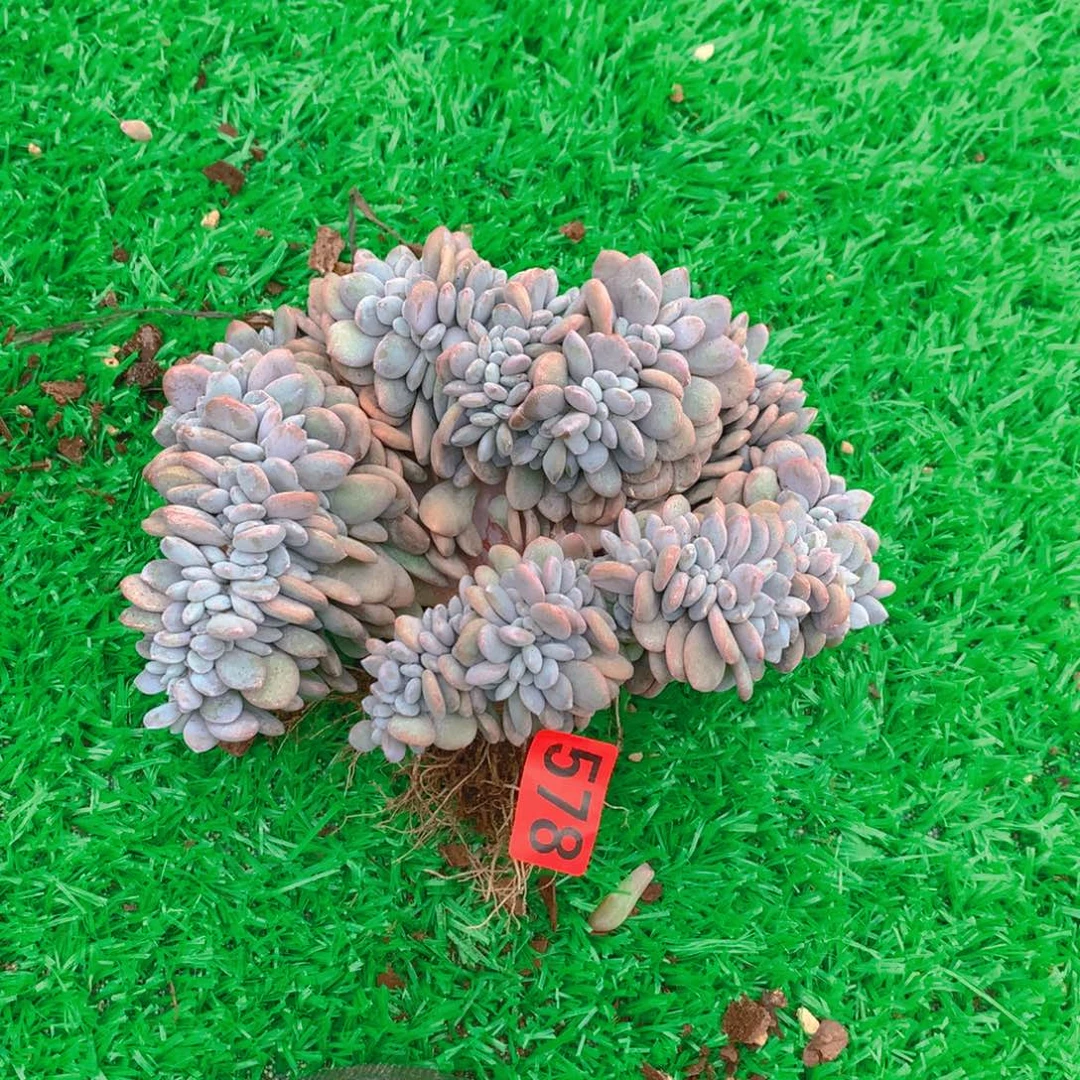 578粉兔1111111111111