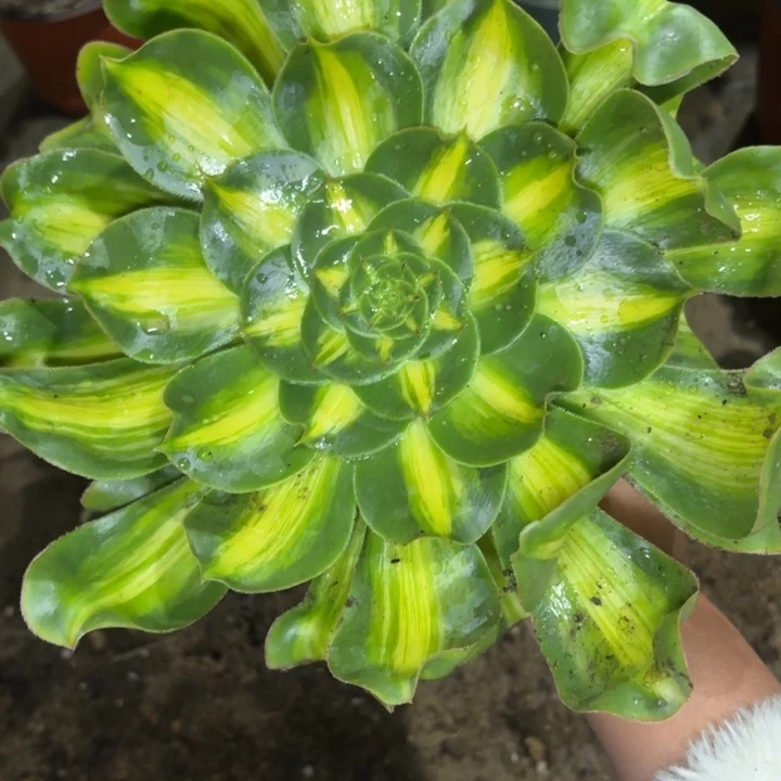 一物一拍法师暴君1047多肉