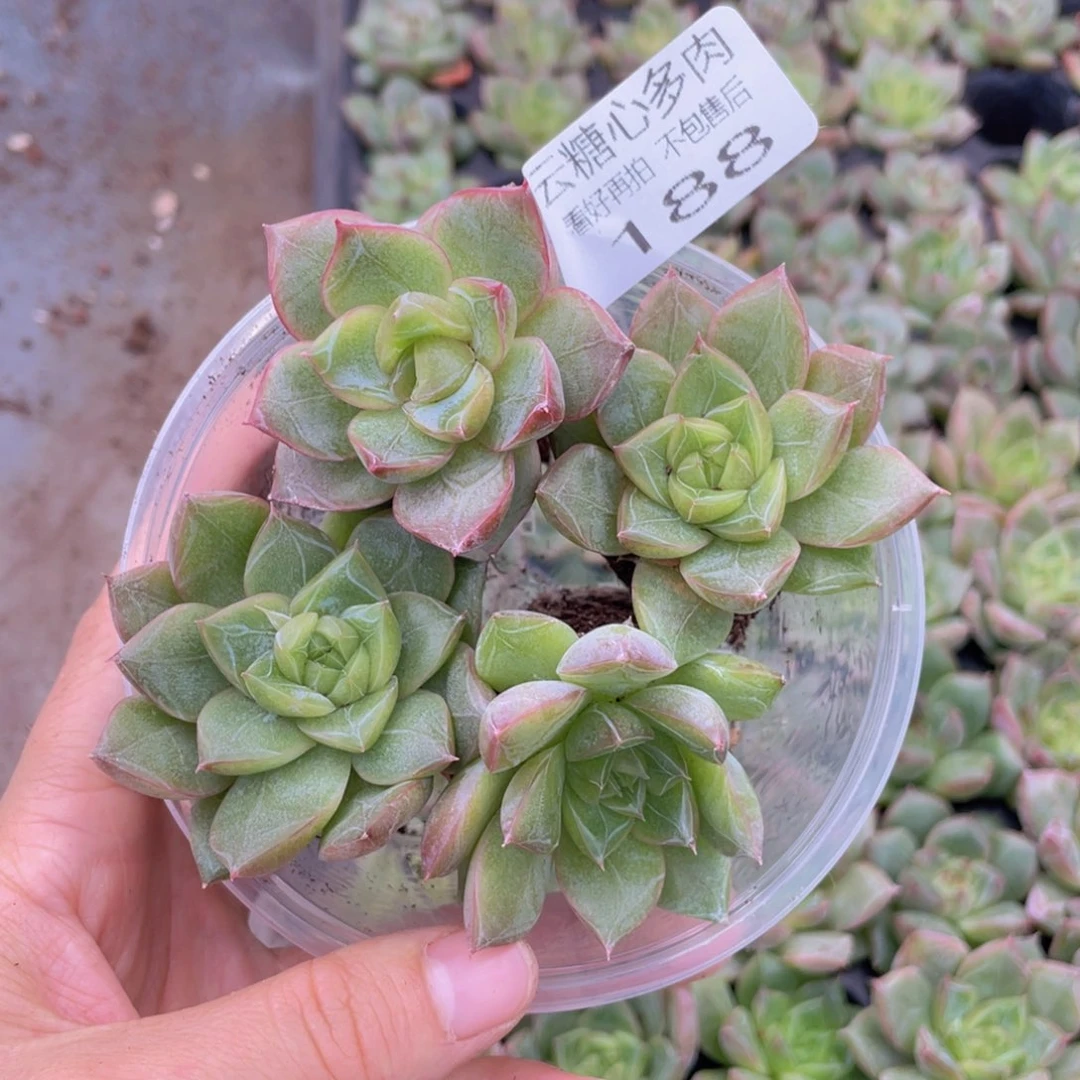 云糖心多肉植物188
