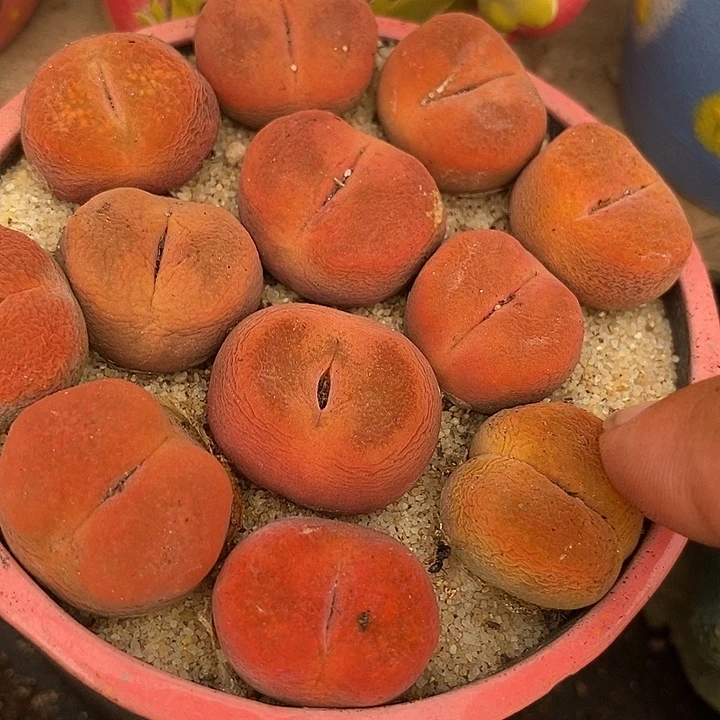 正版水蜜桃一颗   买2送1