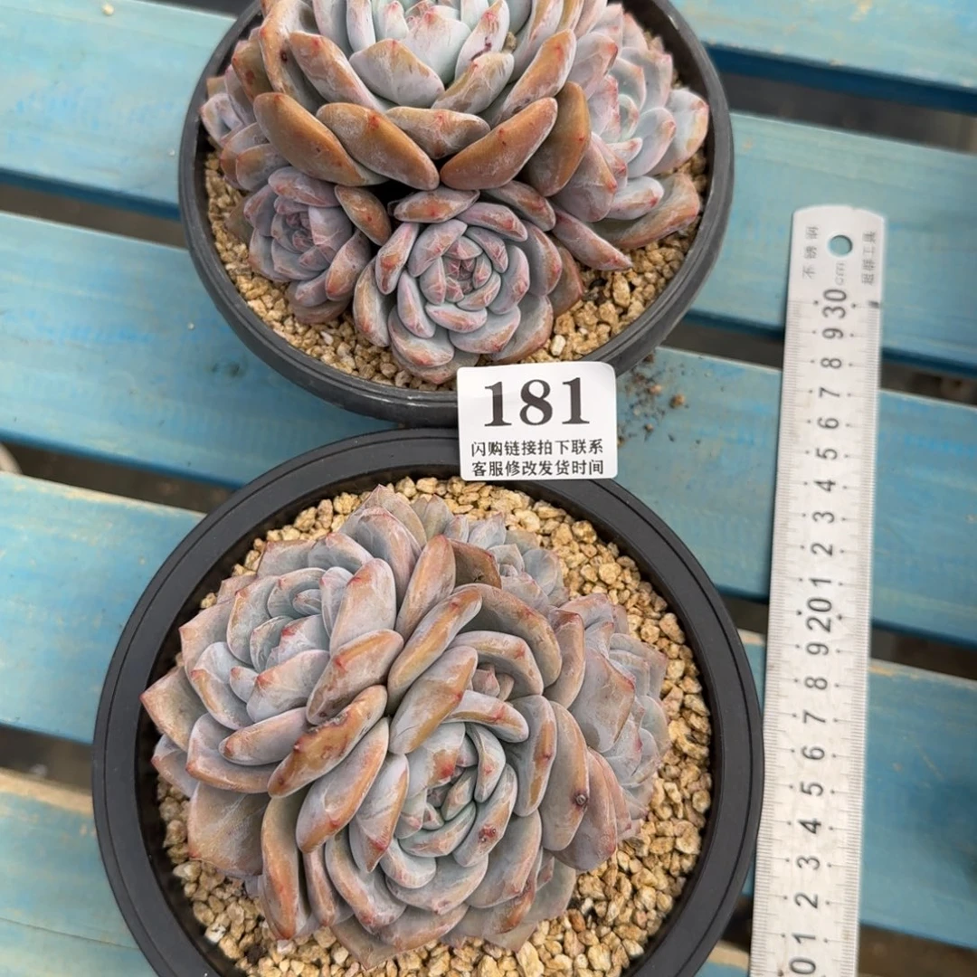 岁***好181石榴籽星影2颗11-12cm左右