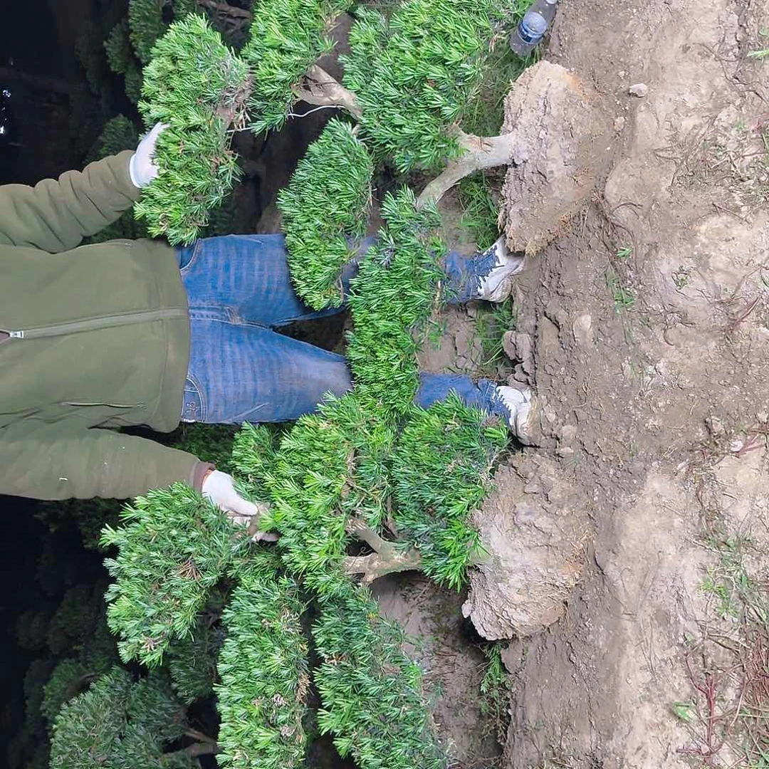 无***痛无花朵178456568899888