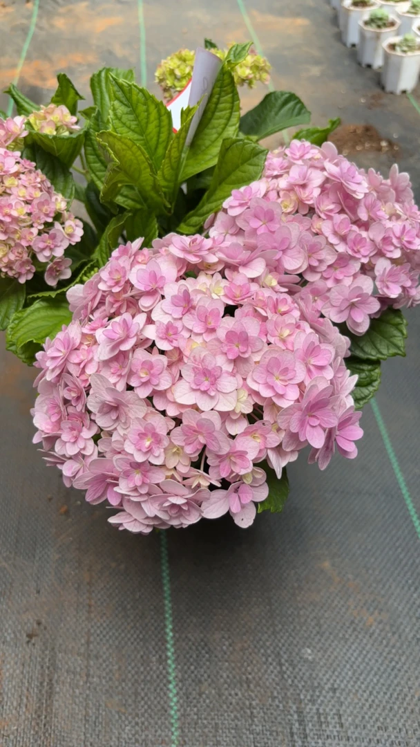 【花手菊】绣球花大花绣球花卉绿植盆栽露天绣球花