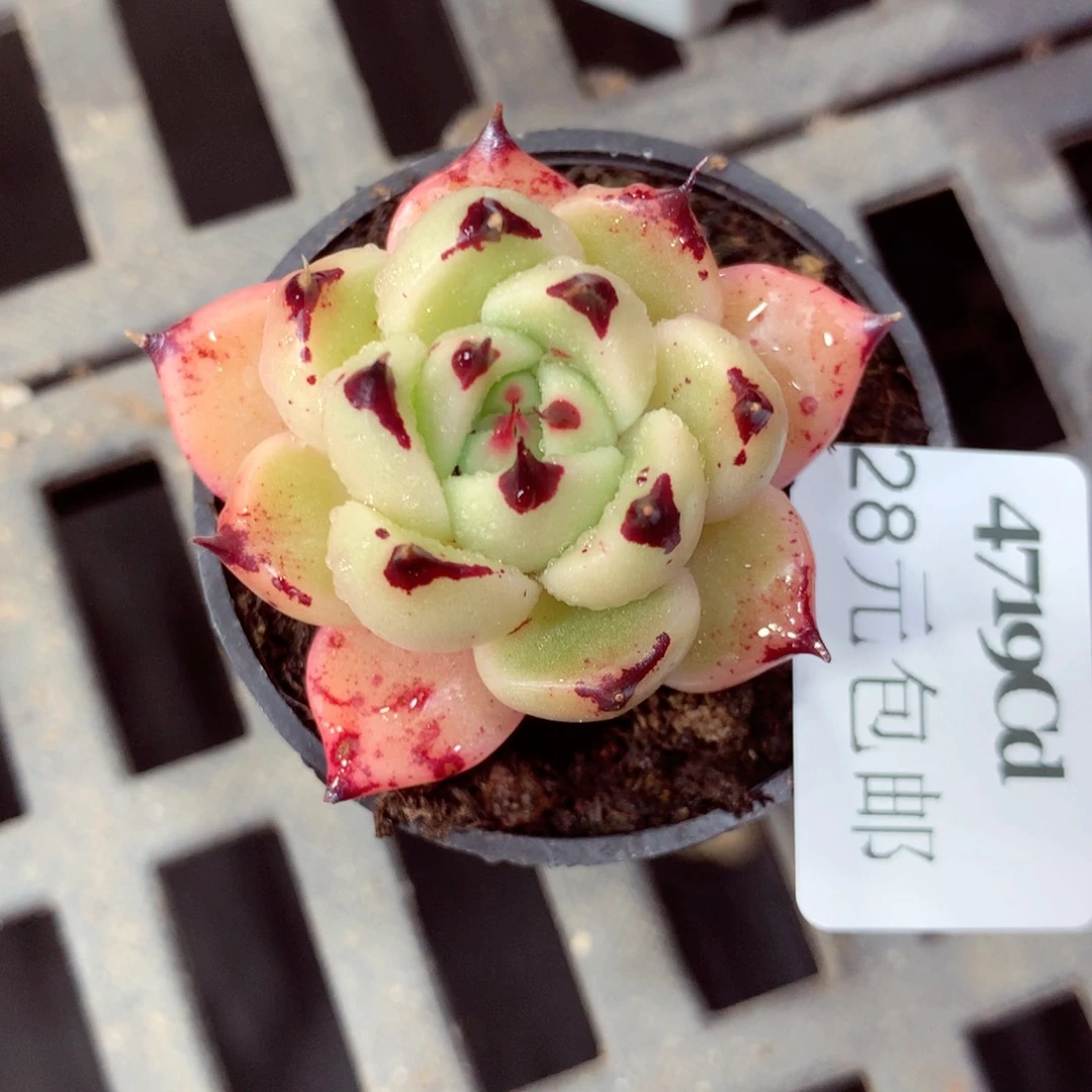 5厘米盆精控多肉4719