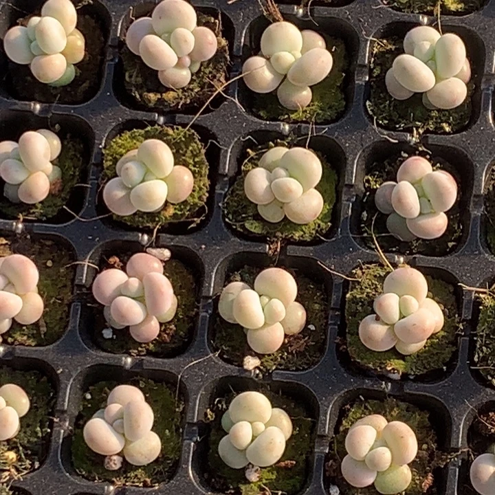 蛋黄奶10颗  包邮 多肉