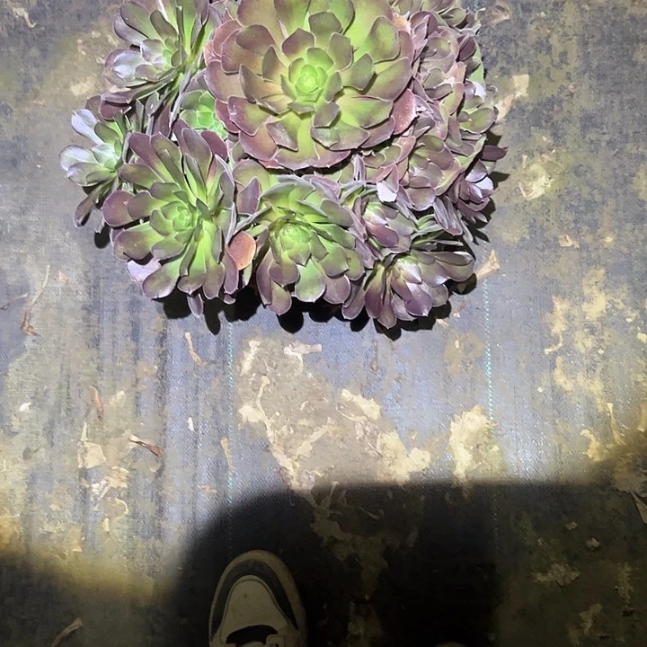 不包侧枝一物一拍16